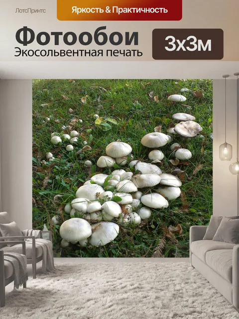 Фотообои Грибы