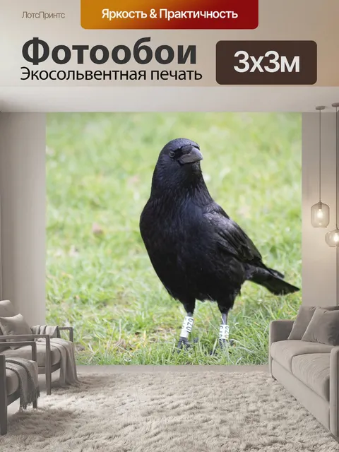 Фотообои Франция