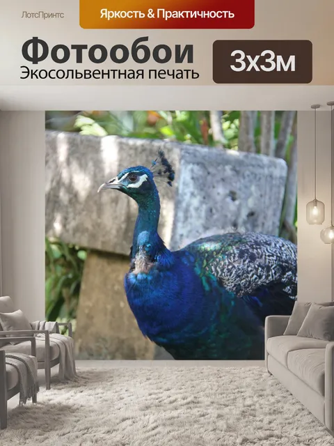 Фотообои Павлин