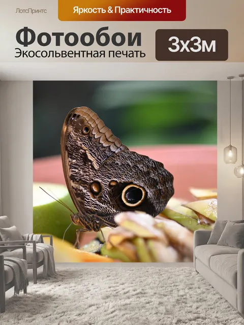 Фотообои Бабочка