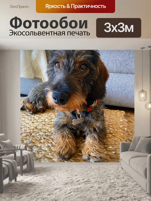 Фотообои Собачка