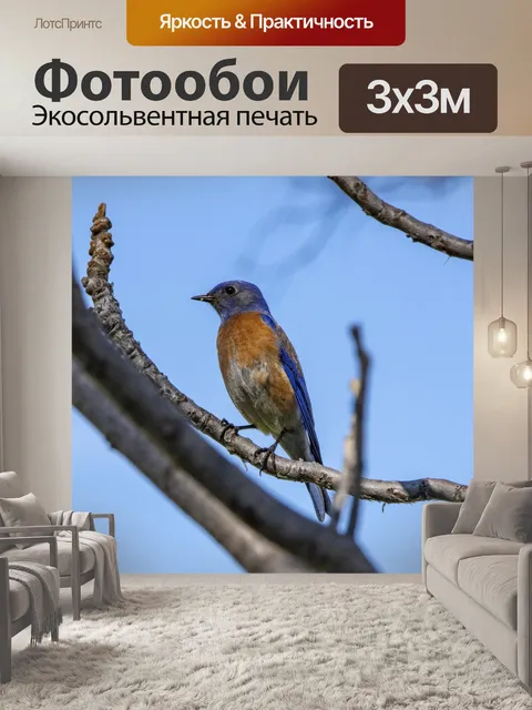 Фотообои синяя птица