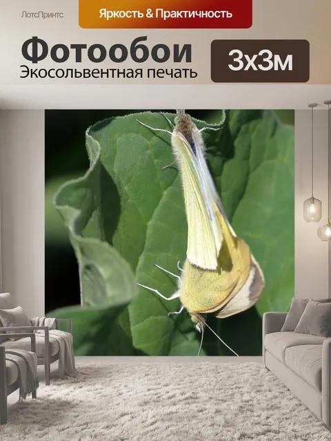 Фотообои Бабочки
