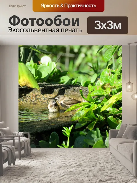 Фотообои Птицы