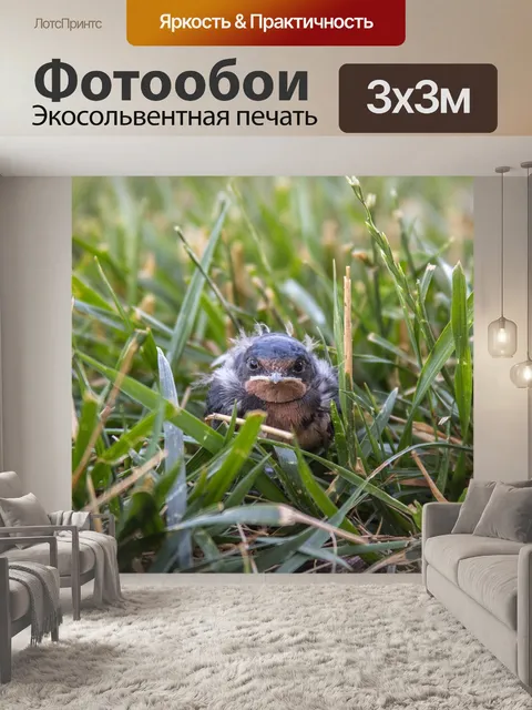 Фотообои Птица