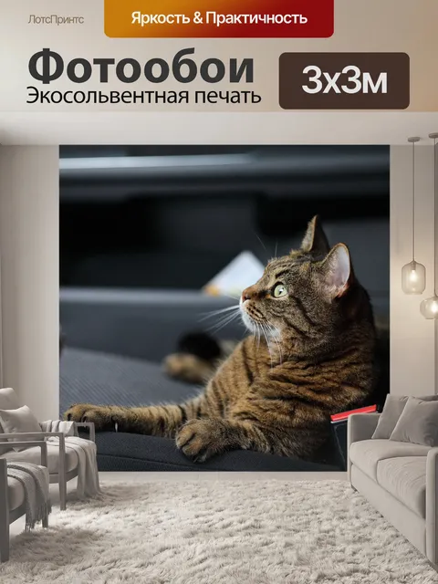 Фотообои Кошка