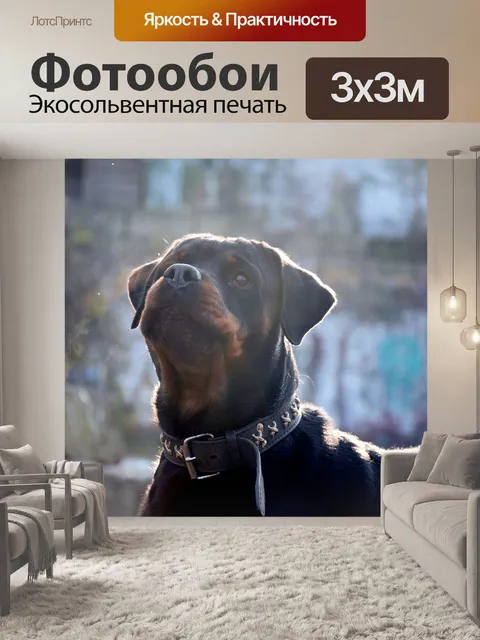 Фотообои Собака