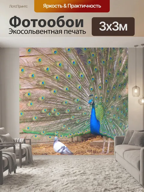 Фотообои Павлин распространения хвостом
