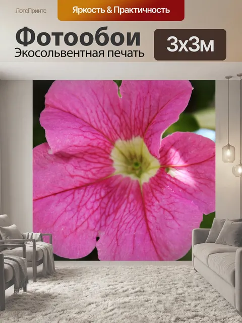 Фотообои Фуксия розовый цветок