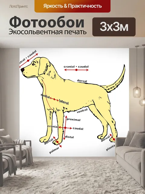 Фотообои Собака