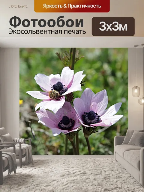 Фотообои Анемоны