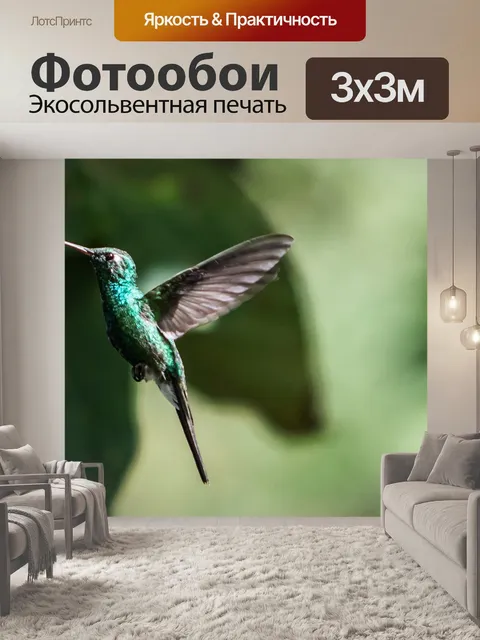 Фотообои Колибри