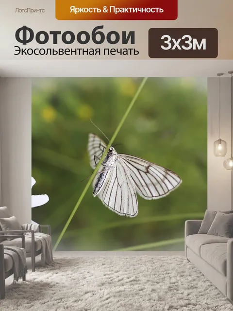 Фотообои Бабочка