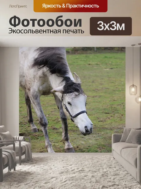 Фотообои Лошадь