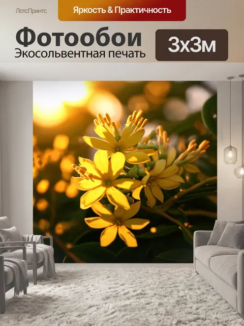 Фотообои пахистахис, цветущий желтыми цветками, идеально освещенными закатным солнцем, создающим золотистый свет и тени