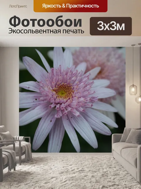 Фотообои Две розовые двойного ромашки