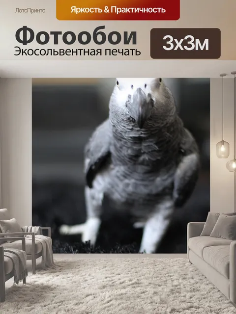 Фотообои Африканский серый попугай