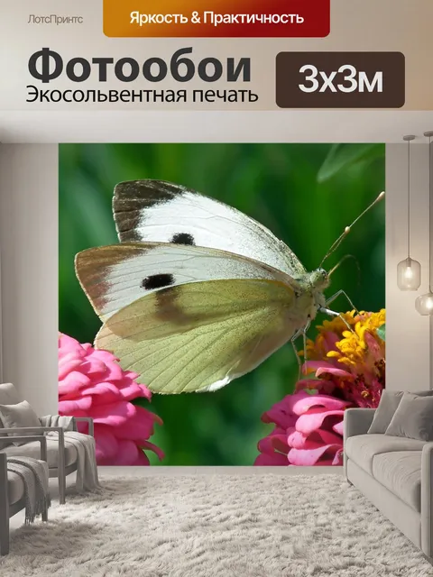 Фотообои Бабочка