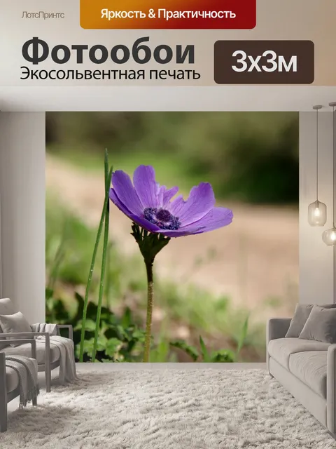 Фотообои Фиолетовый дикий цветок анемона