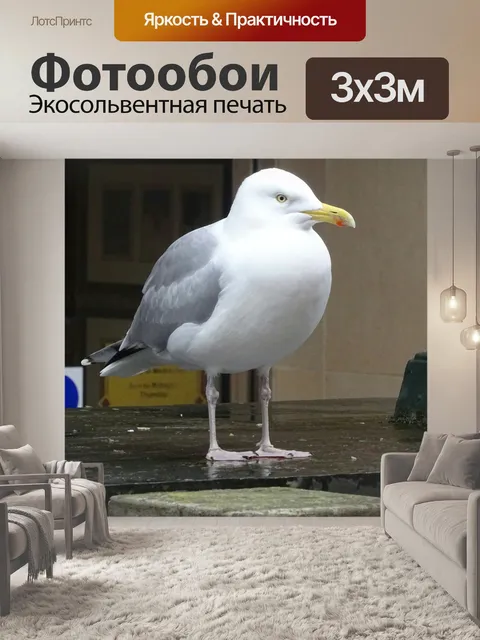 Фотообои Чайка в городе