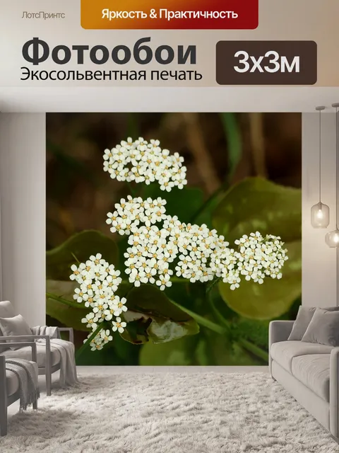 Фотообои Белые цветы Ярро