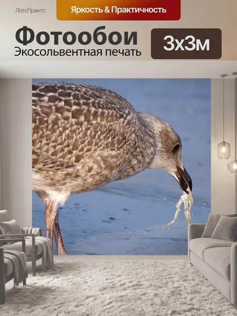 Фотообои Чайка