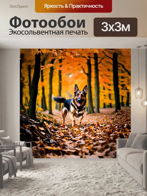 Фотообои немецкая овчарка, исследующая осенний лес, увлеченно раздвигая листья и расправляя уши, прислушиваясь к…