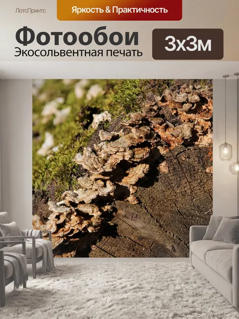 Фотообои Грибы