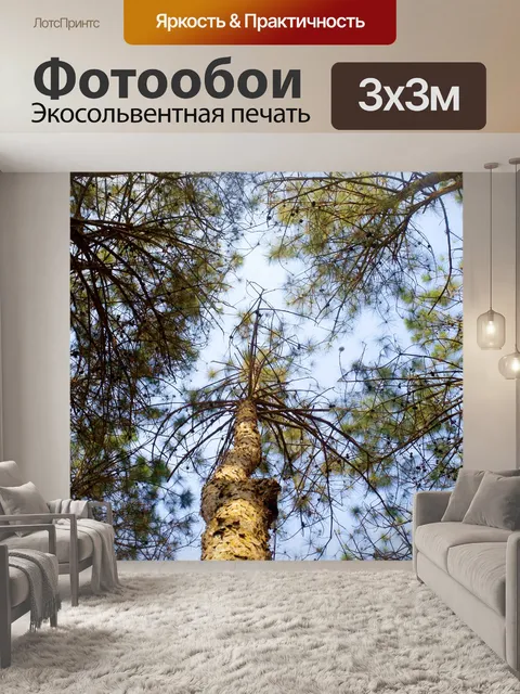 Фотообои Сосновый лес