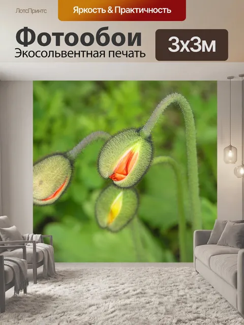 Фотообои Бутоны