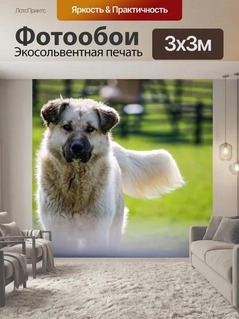 Фотообои Собака