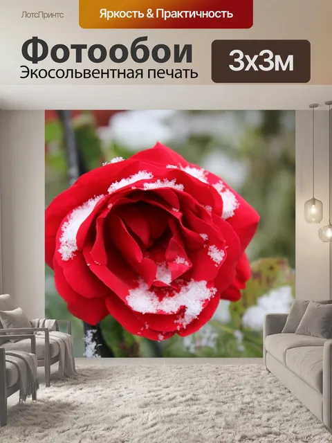 Фотообои Роза