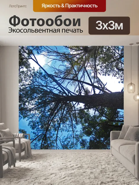 Фотообои вид сверху на высокий эвкалипт