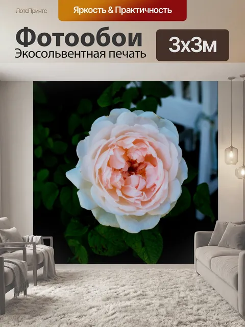 Фотообои мягкой розовой розы