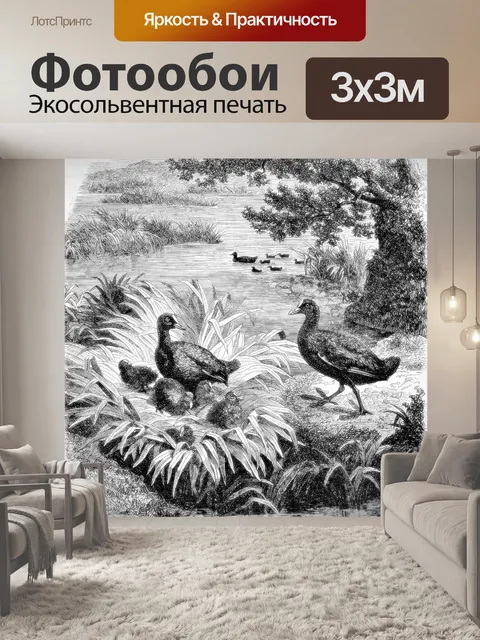 Фотообои Лысухи