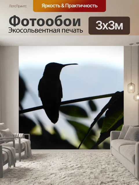 Фотообои Силуэт колибри