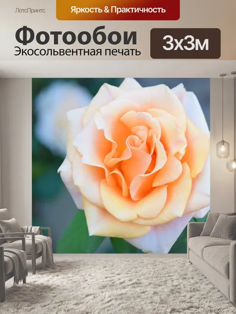 Фотообои Мэрилин монро роза