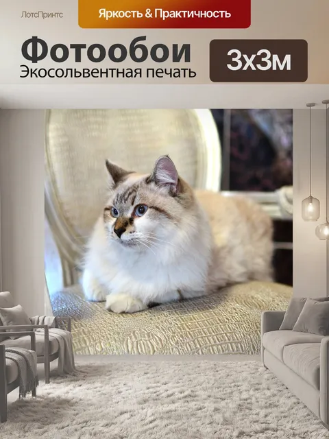 Фотообои Кошка