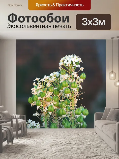 Фотообои белые цветы и зеленые стручки семян