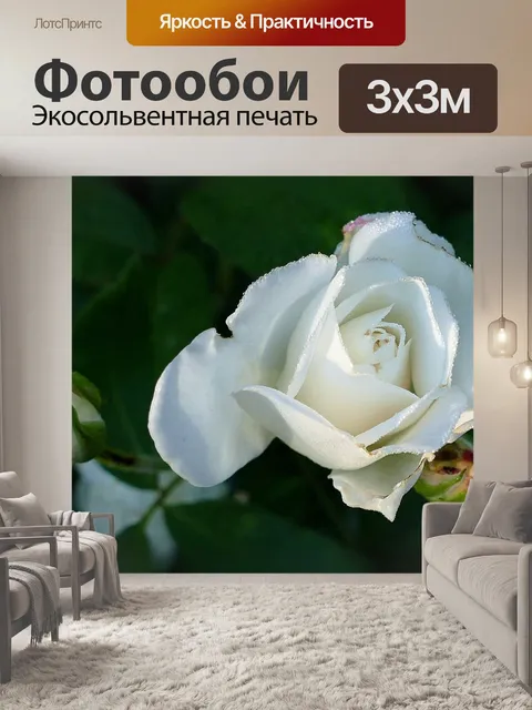 Фотообои Роза