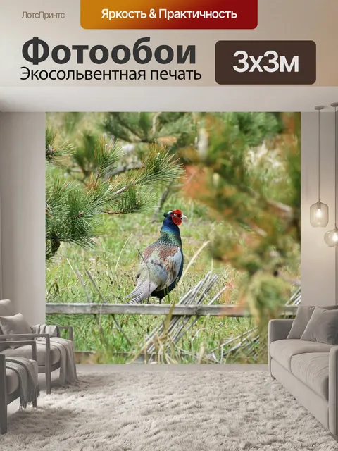Фотообои Животное