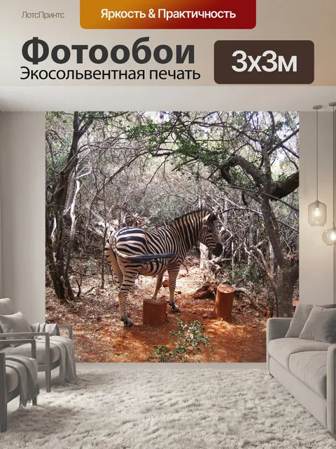 Фотообои зебра Берчелла, вид сбоку
