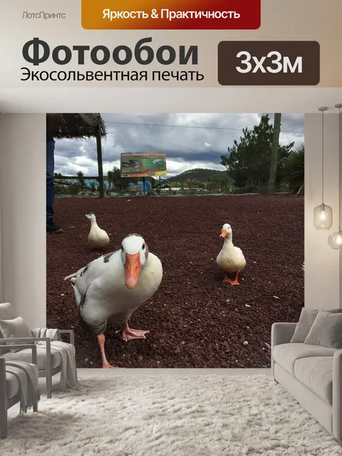 Фотообои Гуси