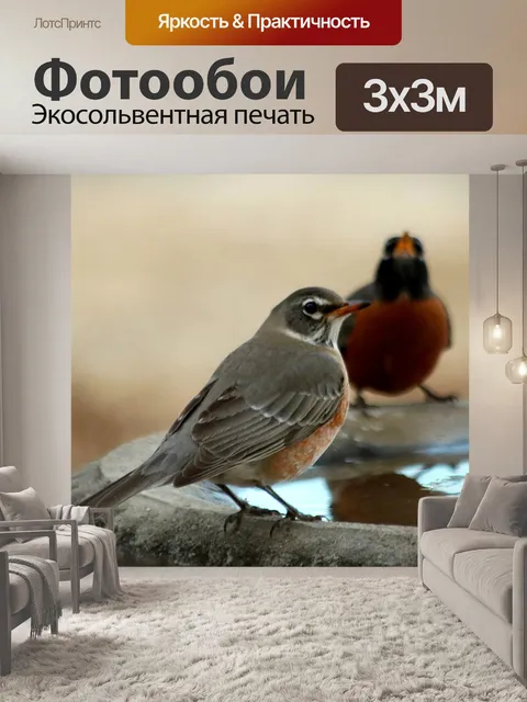 Фотообои Два американских Робинса в Bird Bath
