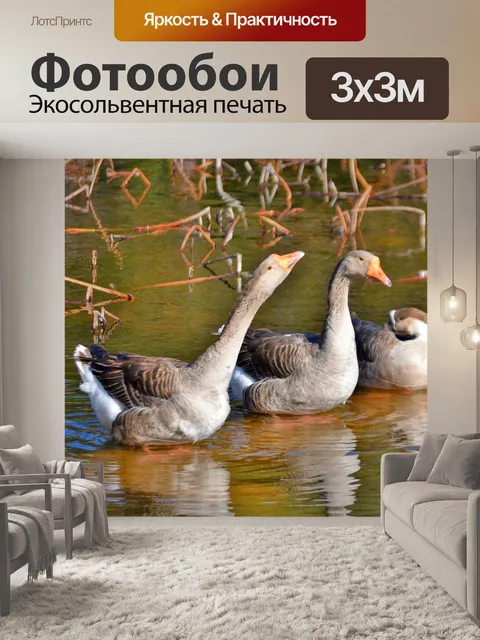 Фотообои Гуси