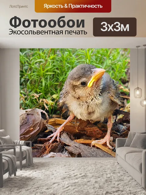 Фотообои молодой