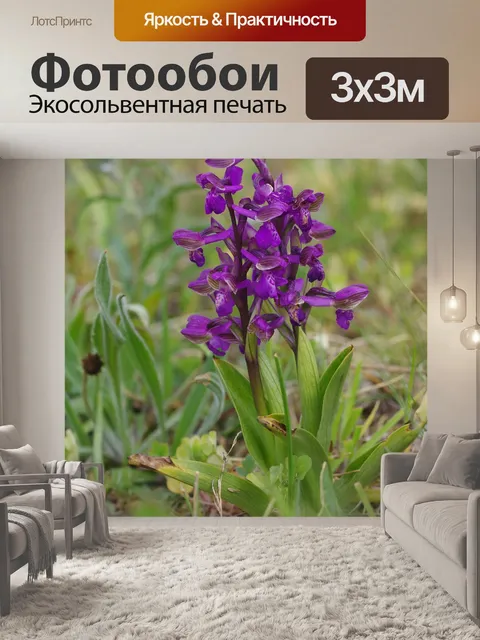 Фотообои Орхидея