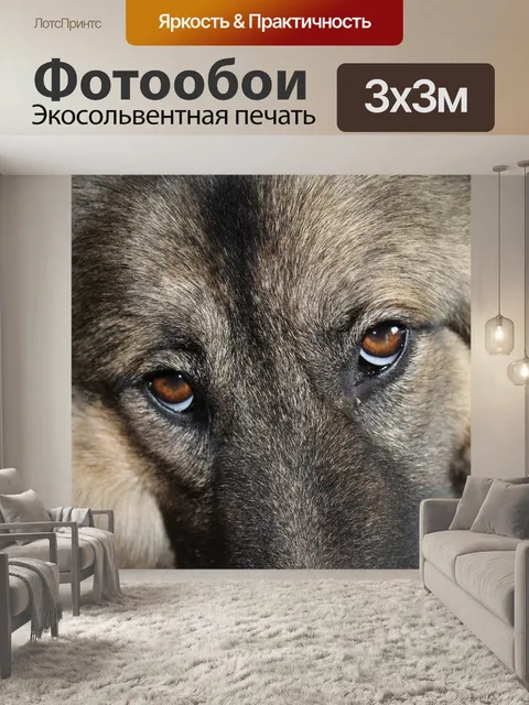 Фотообои Глаза собаки