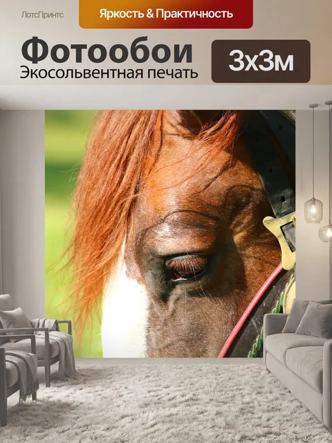 Фотообои Лошадь