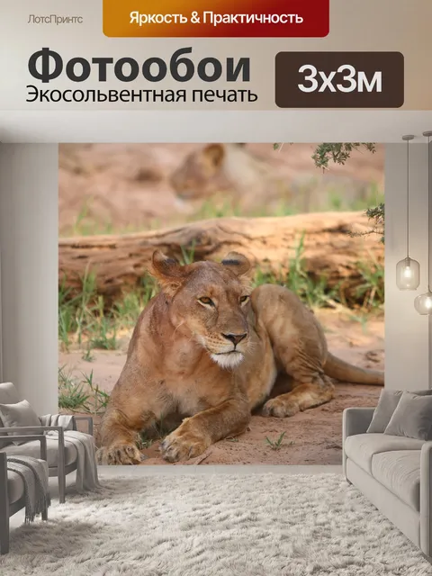 Фотообои Львица